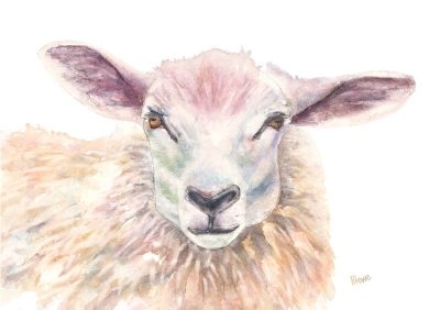 Wolly Eyes Sheep Original Art Painting by Helen Lowe of Quin Art Shop