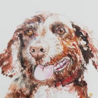 pet portrait dog