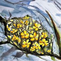 Burren shrubby cinquefoil