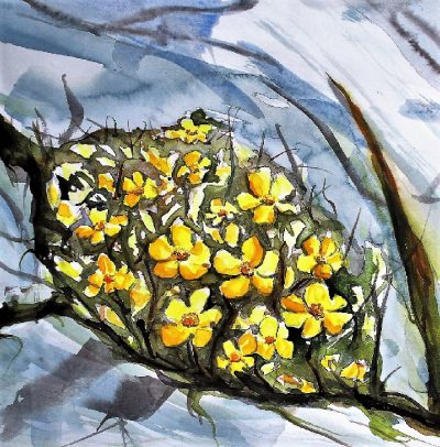 Burren shrubby cinquefoil