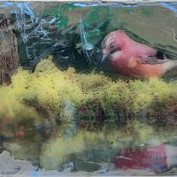 Jay Bird