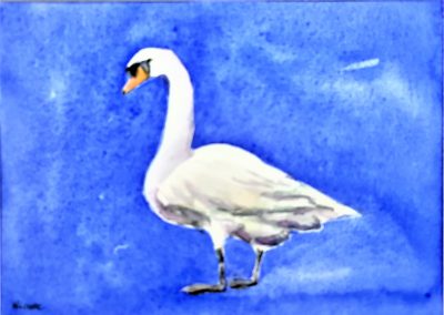 Swan Heading to Lake