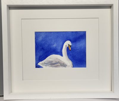 Swans At Rest