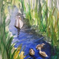 Swan on the River Dodder